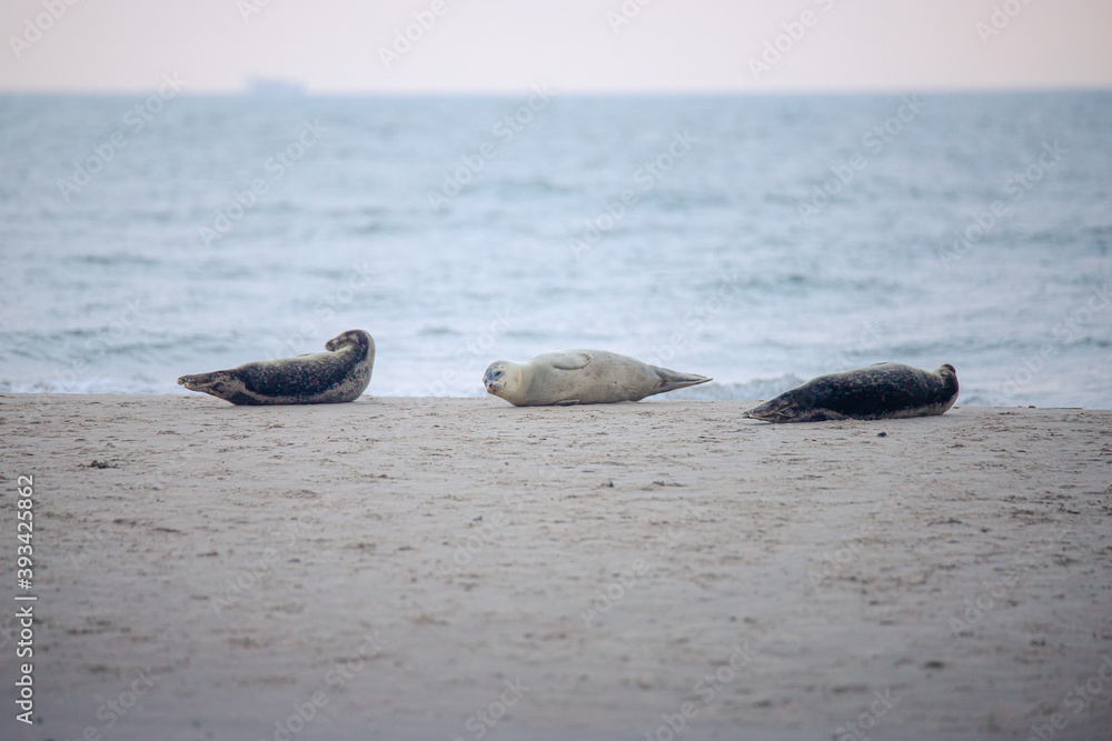 Fototapeta premium 3 Robben am Strand