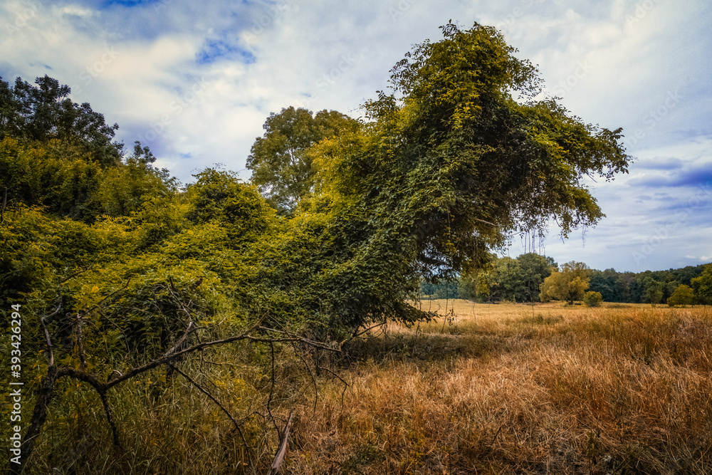 L'arbre dragon