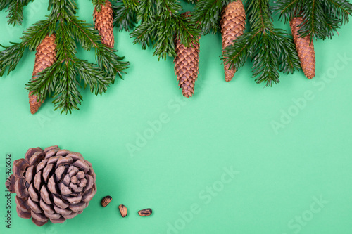 Fir tree branches on green background with fir cones and cedar cone in the corner