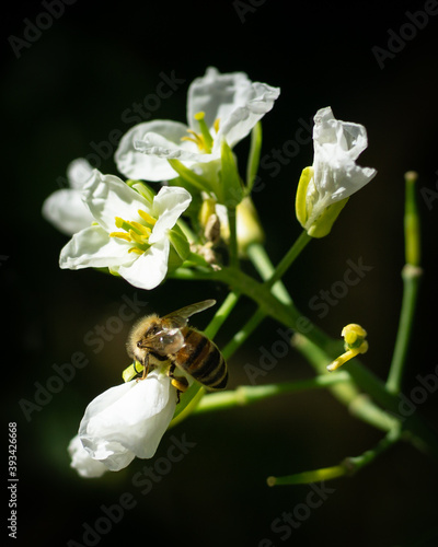 Closeup of a honey bee gathering pollen on a wild cauliflower