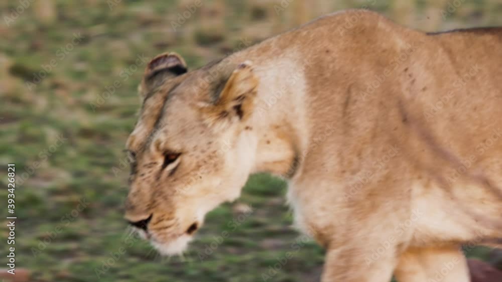 A pride of African lioness with several cubs play after hunting. Lion, head of the pride, roars at the cubs. Wild savanna Safari in the Maasai Mara National reserve in Kenya, near Serengeti Park. A pride of African lioness with several cubs play after hunting. Lion, head of the pride, roars at the cubs. Wild savanna Safari in the Maasai Mara National reserve in Kenya, near Serengeti Park.