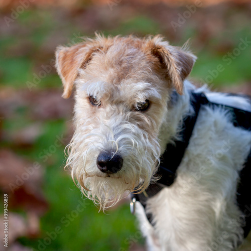 Retrato primer plano cara perro Fox Terrier en exteriores