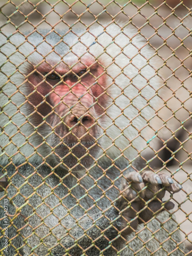 mono mandril encerrado en una jaula © Matias