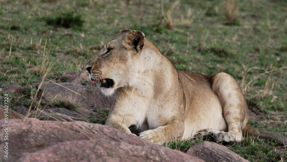 A pride of African lioness with several cubs play after hunting. Lion, head of the pride, roars at the cubs. Wild savanna Safari in the Maasai Mara National reserve in Kenya, near Serengeti Park. A pride of African lioness with several cubs play after hunting. Lion, head of the pride, roars at the cubs. Wild savanna Safari in the Maasai Mara National reserve in Kenya, near Serengeti Park.