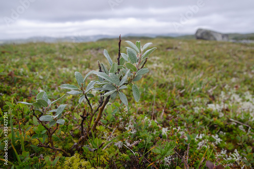 Typical tundra vegetation with dwarf Willow (Salix)