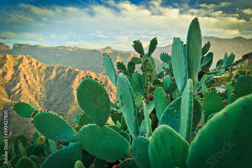 Blooming opuntia on Gran Canaria Island photo