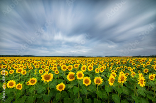 Beautiful summer day over sunflower field - long exposure photo