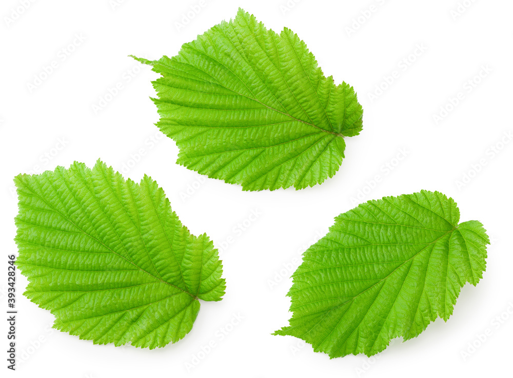 hazelnut leaves isolated on white background. top view hazelnut leaves isolated on white background. top view