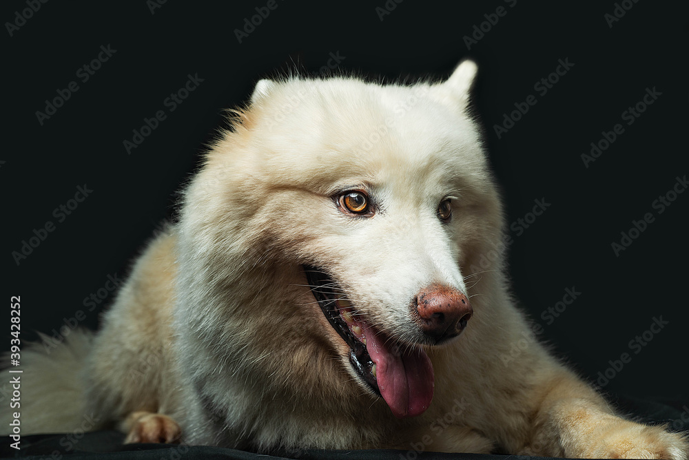 perro husky acostado sonriendo