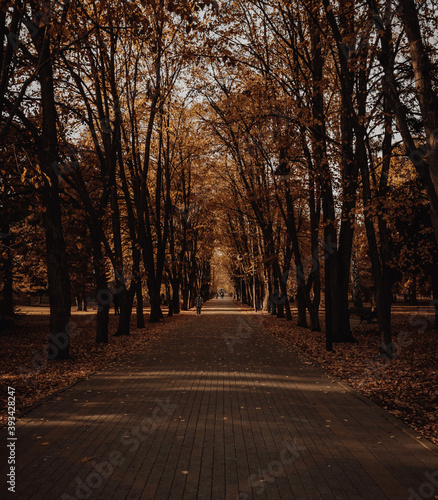 autumn in the park