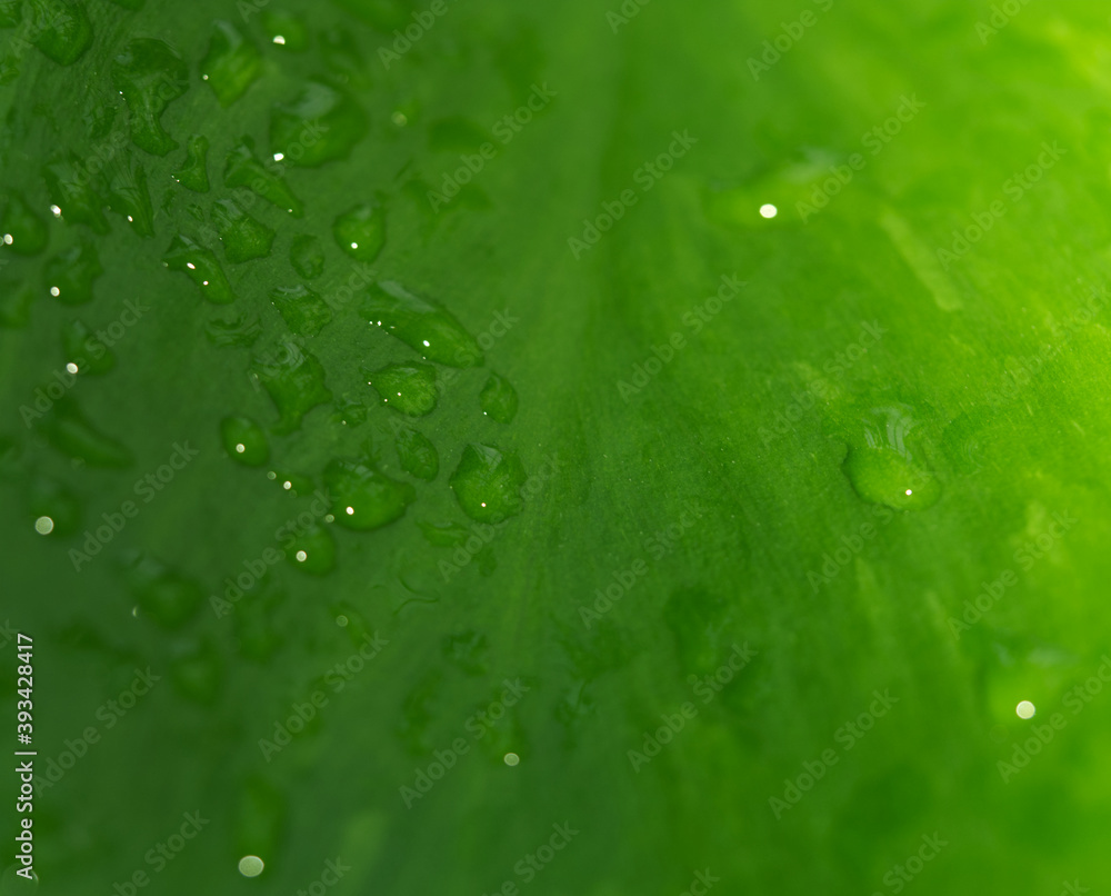 Closeup of a leaf with drops in jena at rain
