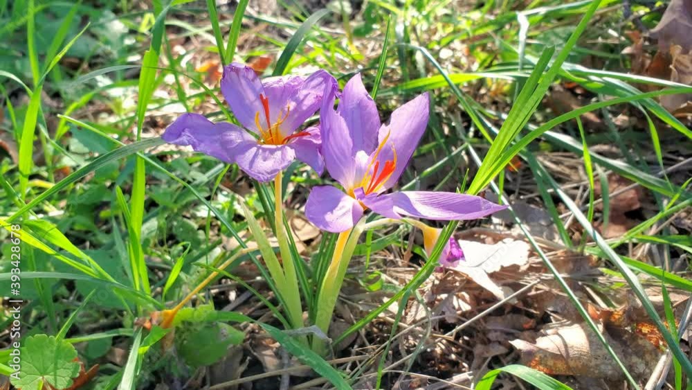 Saffron flower plant on wild forest field,cooking spices ingredients,italian zafferano Saffron flower plant on wild forest field,cooking spices ingredients,italian zafferano