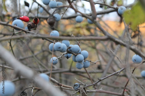 berries on a branch