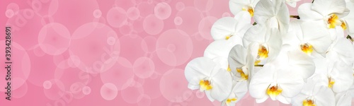 Large white Orchid flowers in the panoramic image. Panorama  a banner with space for text or insertion. White flowers on a pink background.