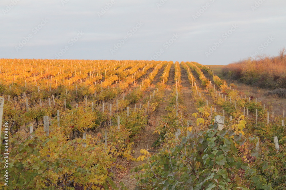 grape fields in autumn
