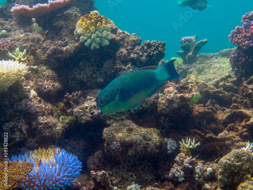 Fototapeta Naklejka Na Ścianę i Meble -  Diving at Great Barrier Reef, Outer Reef, Cairns, Queensland, Australia