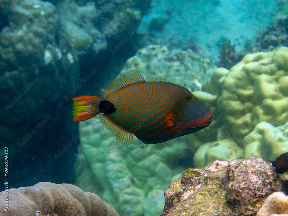 Diving at Great Barrier Reef, Outer Reef, Cairns, Queensland, Australia Diving at Great Barrier Reef, Outer Reef, Cairns, Queensland, Australia
