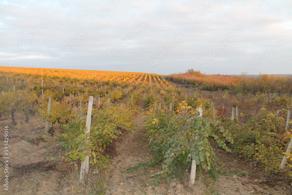grape fields in autumn
