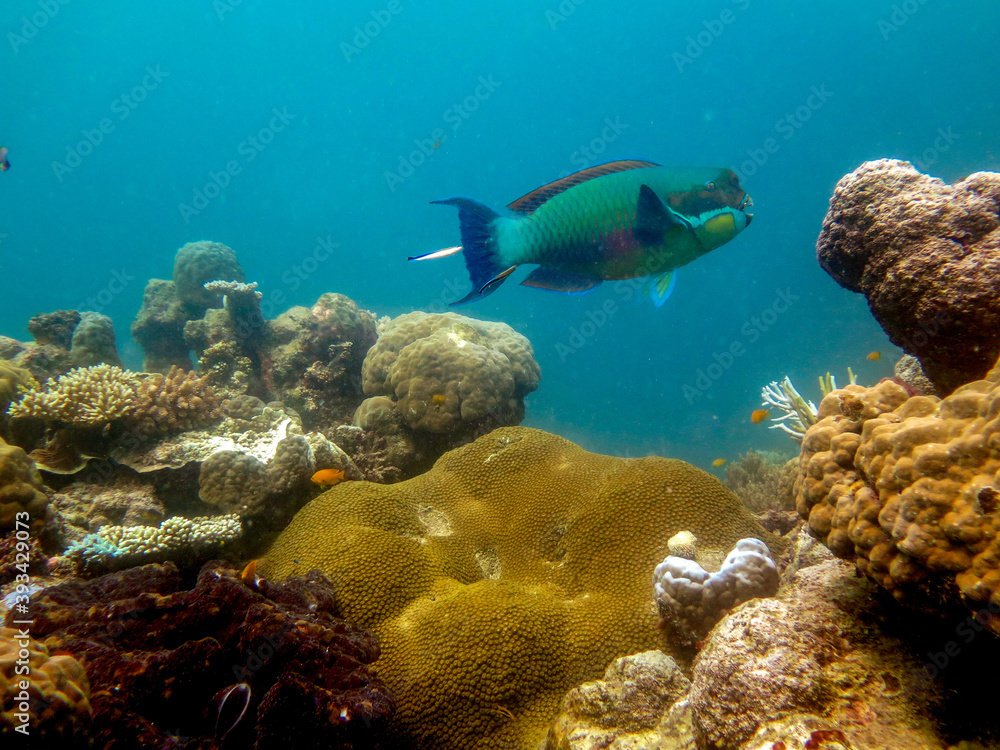 Naklejka premium Diving at Great Barrier Reef, Outer Reef, Cairns, Queensland, Australia