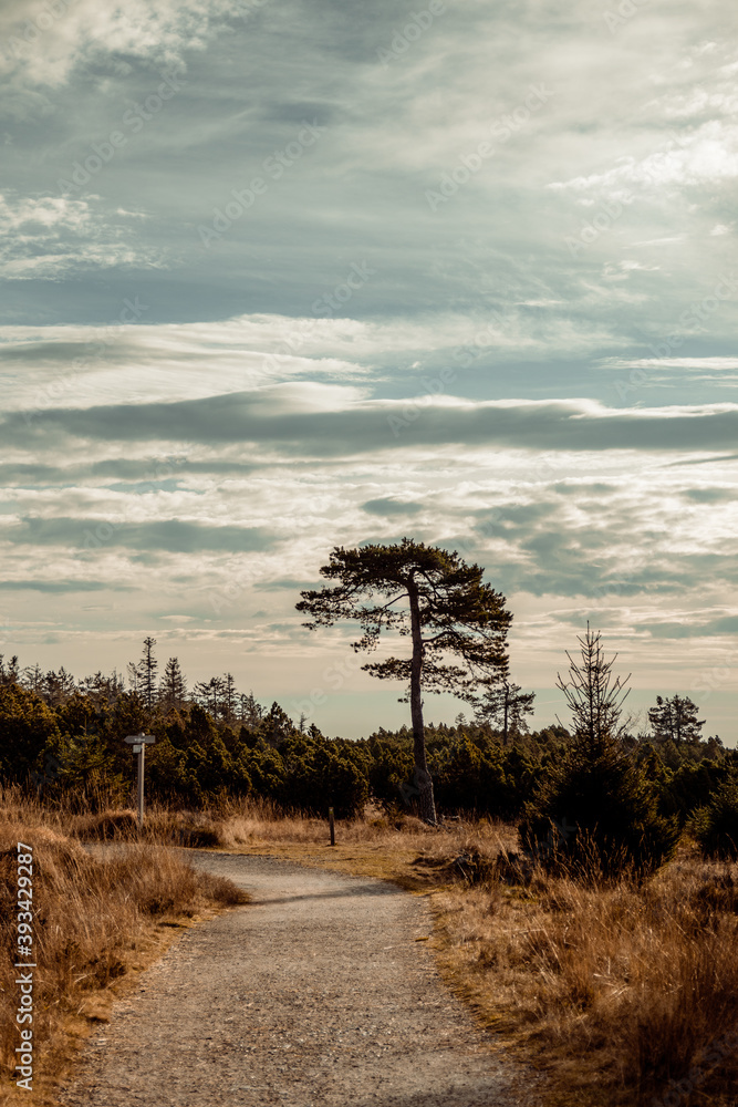 Obraz premium tree in the field