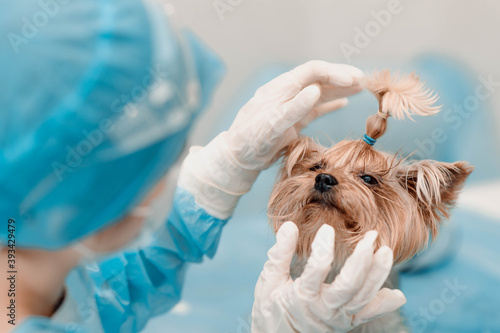 veterinarian checks and examines the teeth of a Yorkshire terrier dog.