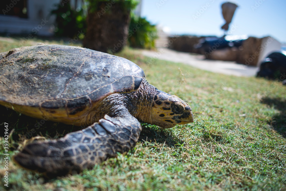 Obraz premium turtle on the ground