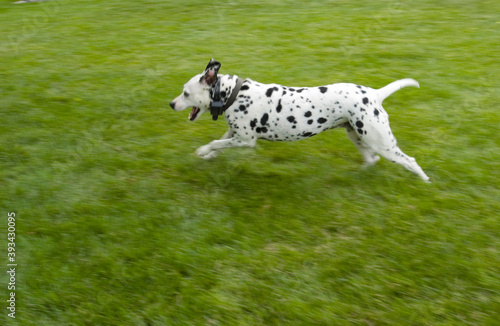 Dalmatian running in green grass