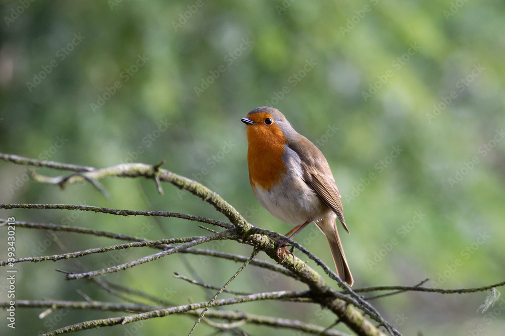 Robin on the tangled branches of a treee Robin on the tangled branches of a treee