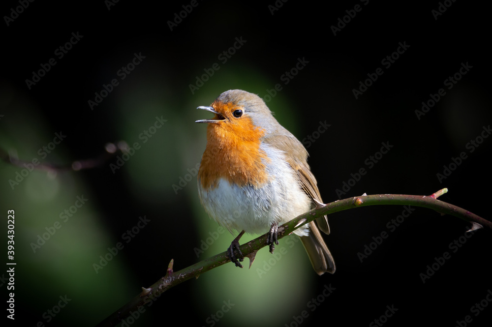 Robin on a thorny branch singing Robin on a thorny branch singing