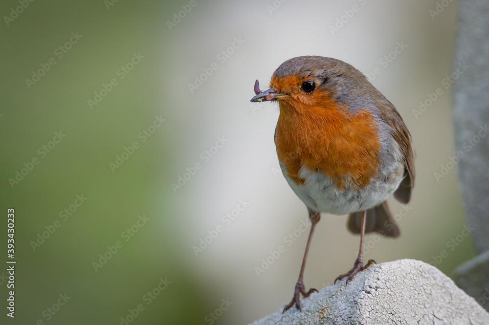 Robin on a gravestone holding a worm Robin on a gravestone holding a worm
