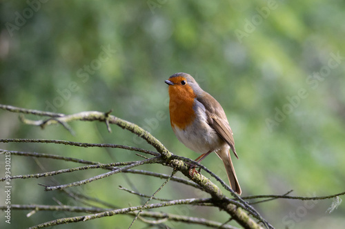 Robin on the tangled branches of a treee © Estuary Pig