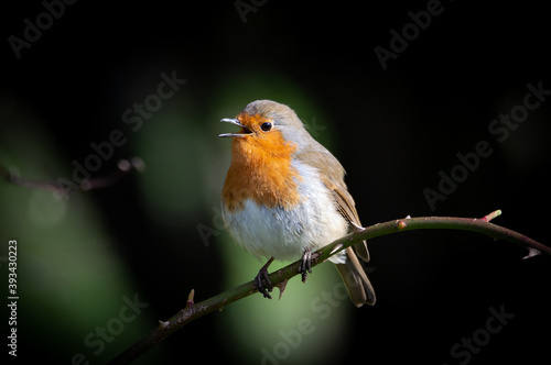 Robin on a thorny branch singing