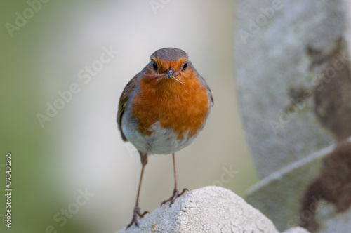 Robin facing the camera and holding a worm