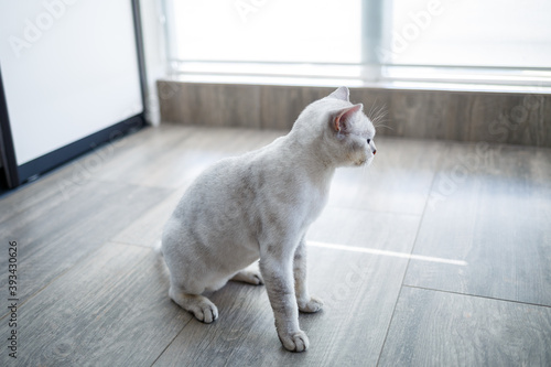 British shorthair cat sitting on the wooden floor and looking to the side © Дмитрий Ткачук