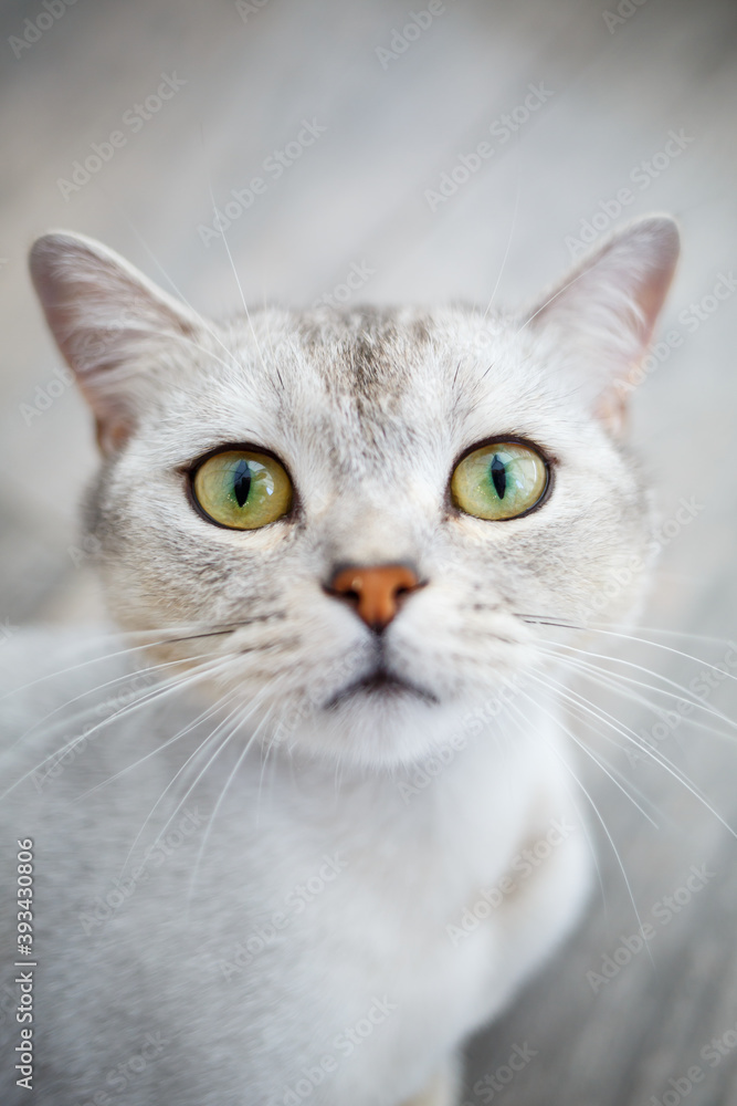 Playful british shorthair cat sits comfortably on the floor and looks at the camera at home