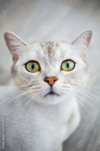 Playful british shorthair cat sits comfortably on the floor and looks at the camera at home © Дмитрий Ткачук