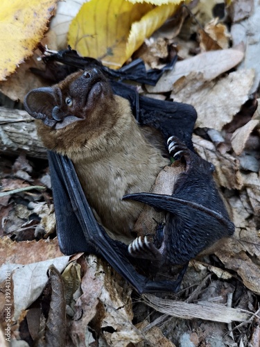 Bat with broken wing lying on the ground. Injured bat on the ground