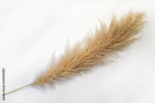 Pampas grass on white background