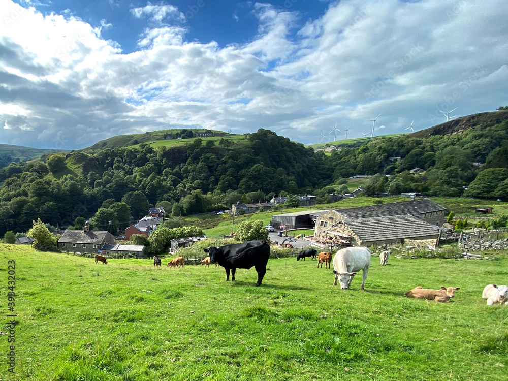 Rural landscape, with cows grazing on a sloping pasture, with farm houses, and forests nearby in, Todmorden, Yorkshire, UK Rural landscape, with cows grazing on a sloping pasture, with farm houses, and forests nearby in, Todmorden, Yorkshire, UK