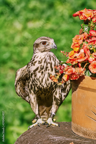 Saker falcon (Falco cherrug) photo