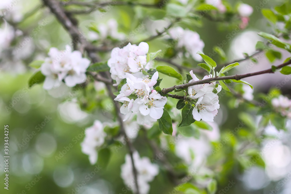 Apple tree white beautiful flowers on a branch in spring garden