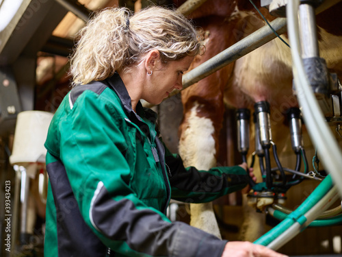 Female farmer in stable milking a cow photo