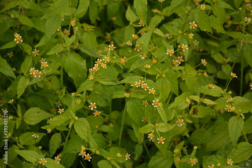 Guasca flowers (Galinsoga parviflora), a wide distributed invasive species. photo