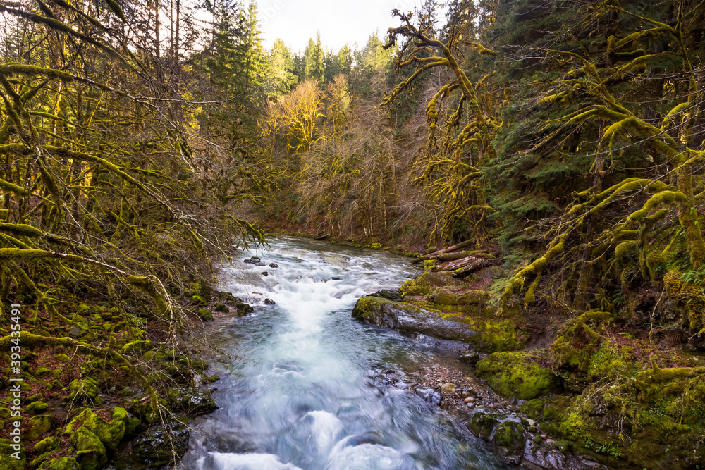 Rapid water flow through mossy green forest. North Santiam river, Oregon