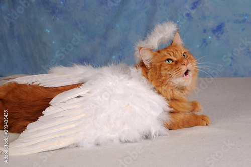 cat angel
