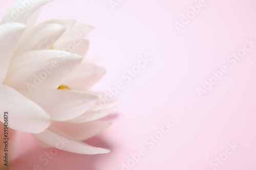 Beautiful white lotus flower on light pink background, closeup. Space for text
