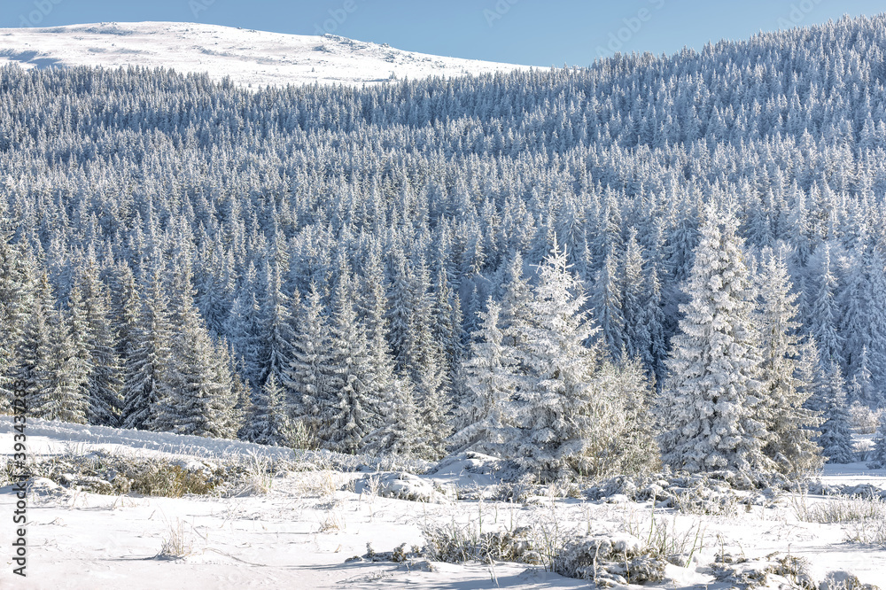 A landscape of a winter forest with Christmas trees in a sunny day
