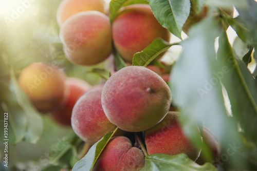 Ripe peaches on tree branch in garden, closeup