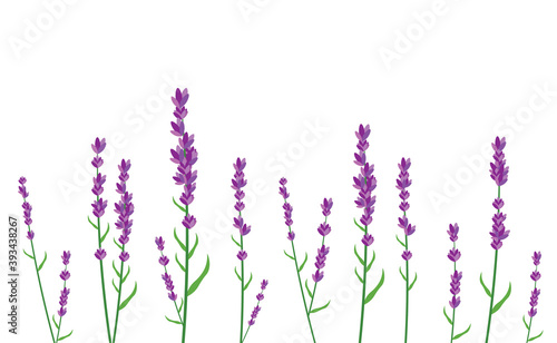 Violet lavender isolated set, beautiful flowers, simple design, medical plants for beauty cosmetics, vector illustration
