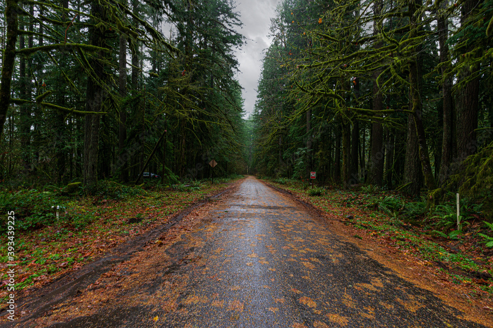 Obraz premium path in the woods